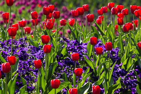 1000+ Interesting Wild Flowers Photos · Pexels · Free Stock Photos
