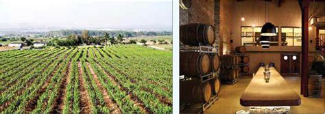 From the vineyards of Nashik