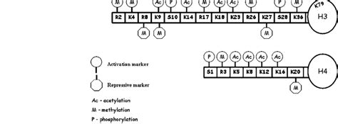 Image result for Modification of Histone Tails