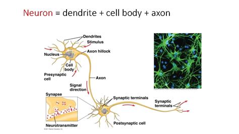 Brain Neuron 的图像结果