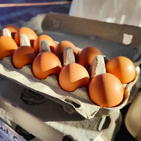 Organic Free Range Eggs | Three Oaks Organic