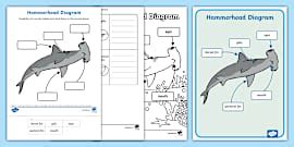How to Draw a Hammerhead Shark | Twinkl | Sharks | KS1