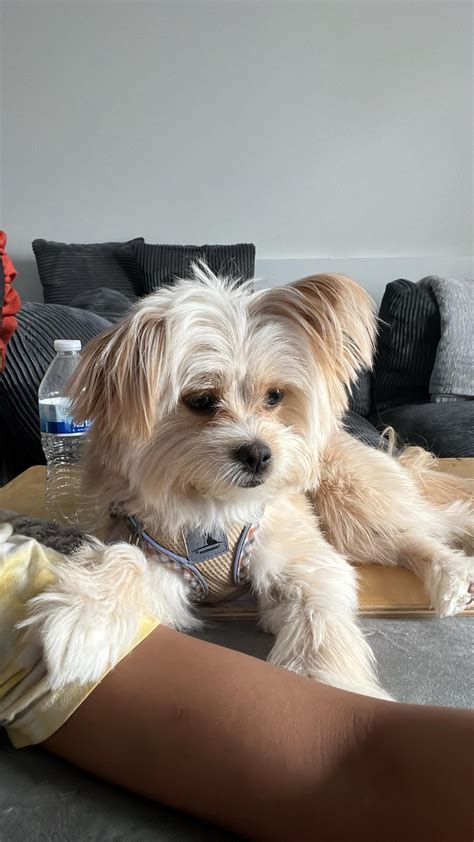 Shih Tzu Zwergspitz Mix