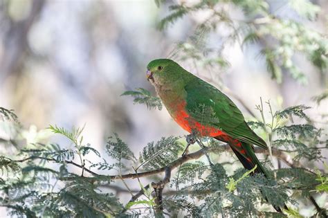 Image result for Bird Simple Parrot Image