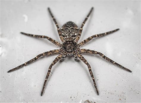 What Does it Mean When a Spider Crawls on You at Night – Prevent Spiders from Crawling on You ...