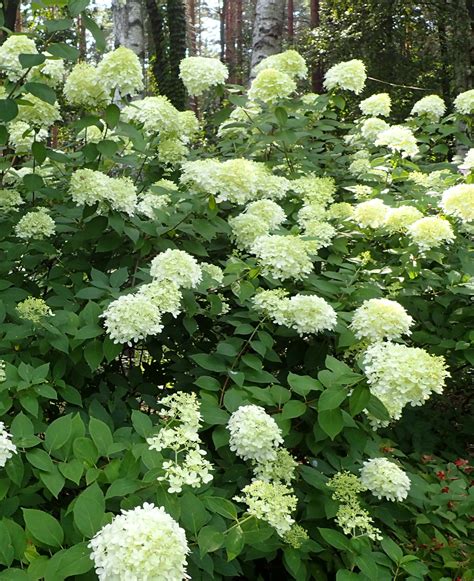 Hydrangea paniculata Limelight | Hayloft