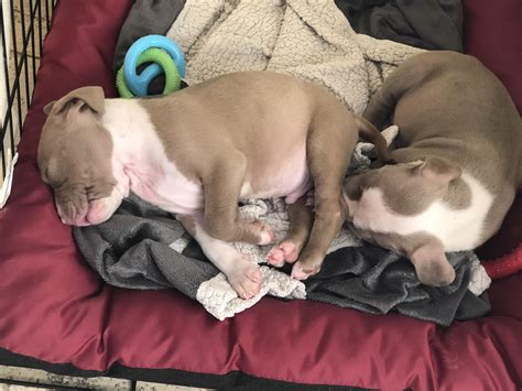 Newborn American Pitbull Puppies Blue Pitbull Puppy