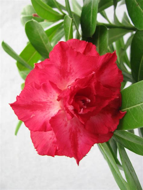 DL 24 Adenium Double Layer Rose Flower Plant | Buy Flowering Plant ...