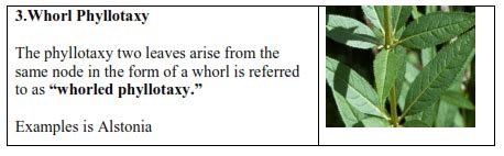 NCERT Solutions for Class 11 Biology chapter 5 Morphology of Flowering ...