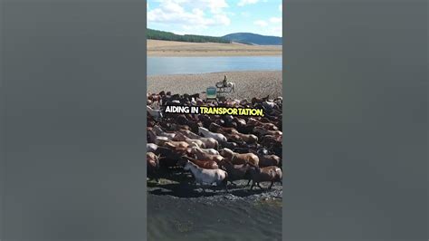 Rezultat imagine pentru Creatures Unleashed Rave