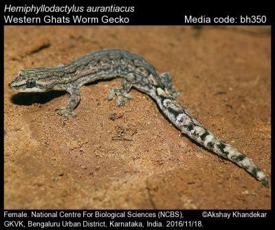 Hemiphyllodactylus aurantiacus (Beddome, 1870) - Western Ghats Worm ...