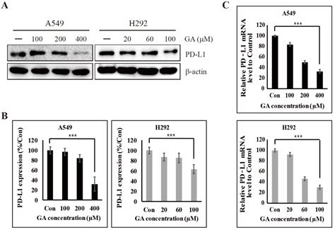 The Inhibitory Mechanisms of Tumor PD-L1 Expression by Natural ...