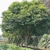 About bakul tree in hindi - Brainly.in