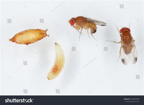 Fruit Fly Larvae Orange Stock Photos - 76 Images | Shutterstock