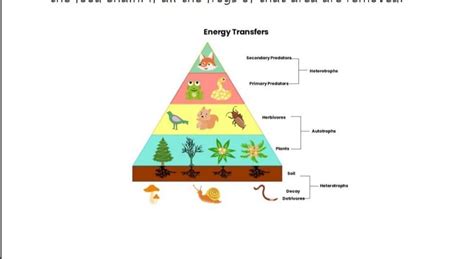 1. The diagram shown the various tropic levels comprising various ...