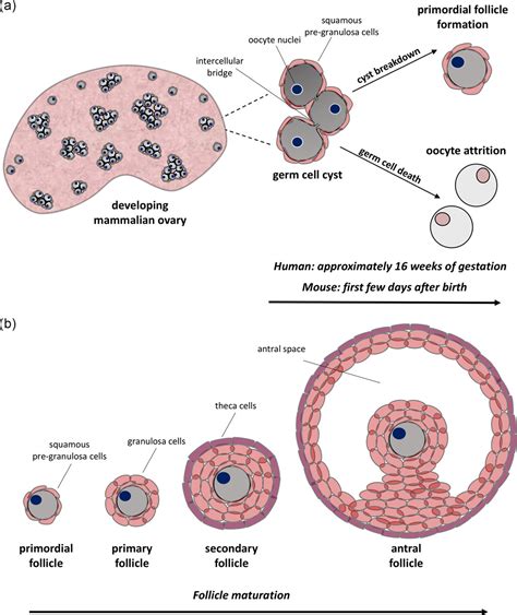 Ovary And Follicle Development