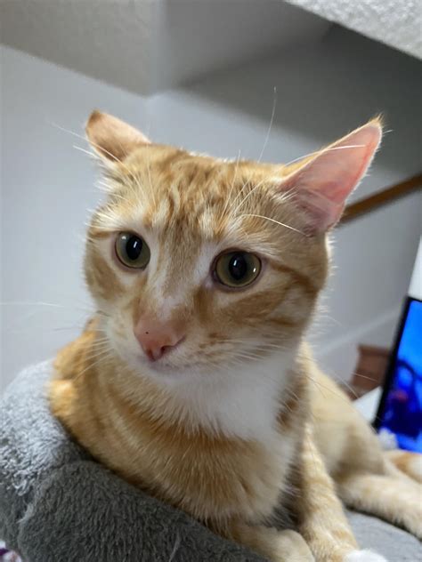 Kitty. : r/kitty