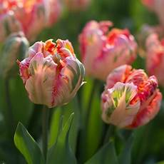 Tulips Picture by Floret S Favorites Tulips Floret Flowers Tulips Picture