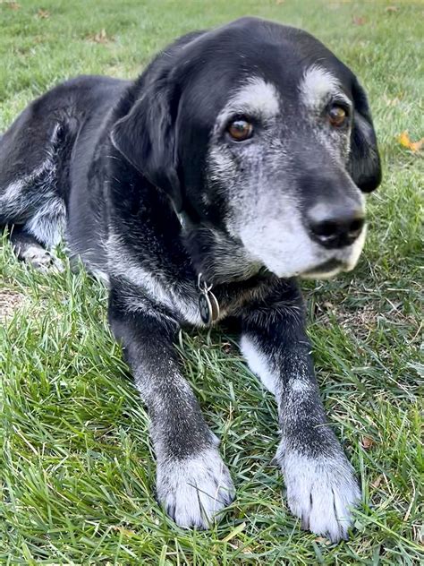 Can Benadryl Calm Vestibular Disease In Dogs? - Vet Advises