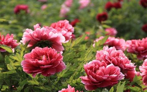 Prewitt Funeral Home