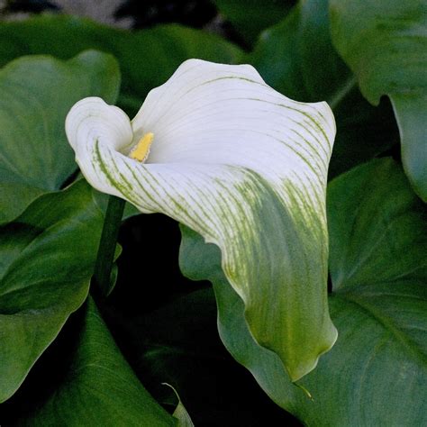 Calla lily 'Green Goddess' (Zantedeschia aethiopica 'Green Goddess ...