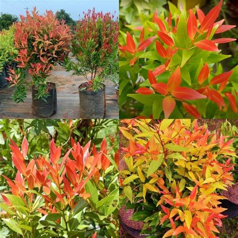 Syzygium Plant, Live Dwarf Syzygium Buxifolium Hedge plant 1 live ...