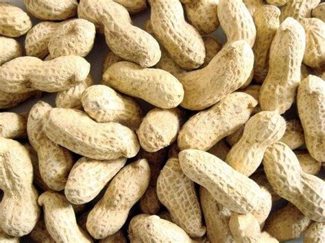 Bold Peanut In Shell buy in Delhi