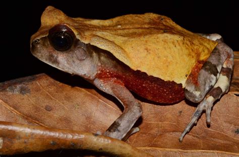 Image result for Giant Toad Eating