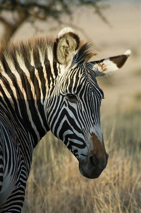 Zebra ZT230 Problems 的图像结果