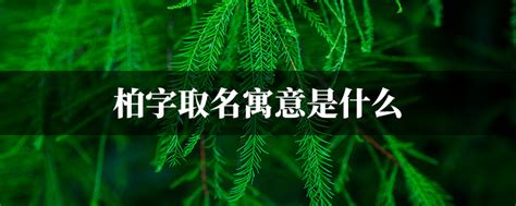 柏字取名寓意是什么