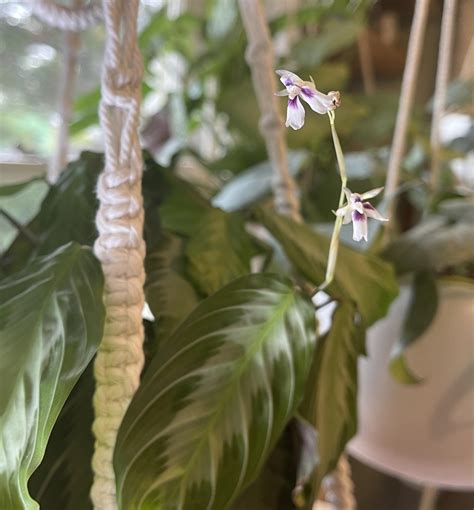 First flowers I’ve ever achieved on a prayer plant! Maranta leuconeura 'Silver Band' : r/calatheas