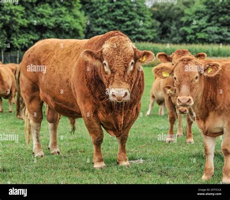 Pedigree South Devon bull and his cows Stock Photo - Alamy