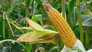 F1 Hybrid Corn Seeds 85pc : Amazon.in: Garden & Outdoors