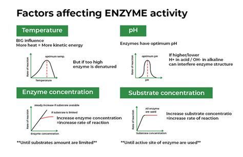 Enzyme Activity Process 的图像结果