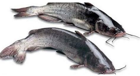 Wholesale Fresh Cat Fish Supplier,Fresh Cat Fish Exporter from Pune India