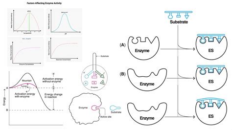 Enzyme Activity Process 的图像结果