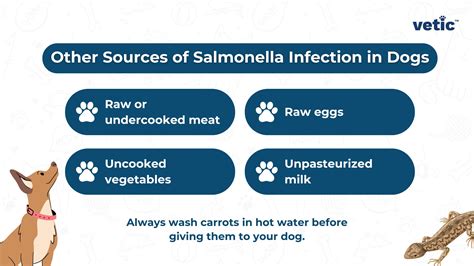 Dog Ate Lizard: Signs of Salmonella Infection in Dogs