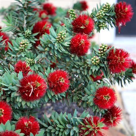 Little John Live Plant (Callistemon viminalis ) Dwarf Bottlebrush ...