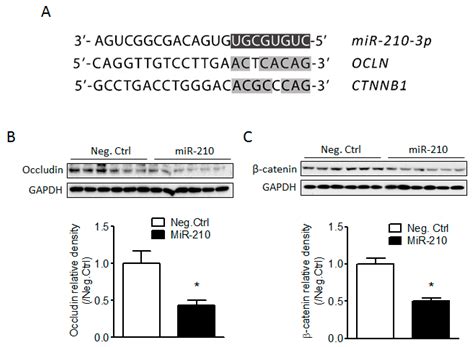 MicroRNA-210 Suppresses Junction Proteins and Disrupts Blood-Brain ...