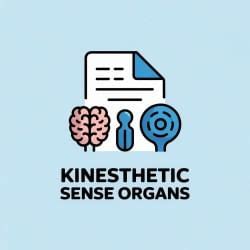 Kinesthetic Sense organs - Physical Education for UGC NET PDF Download