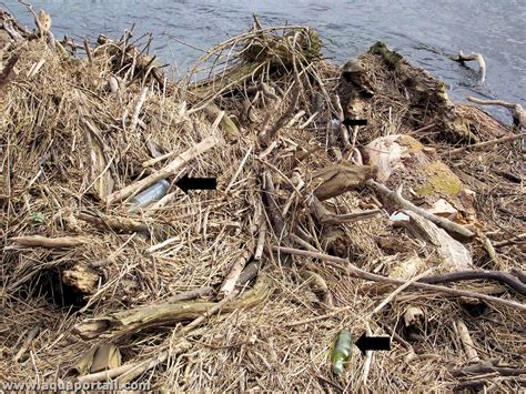 Détritus : définition et explications