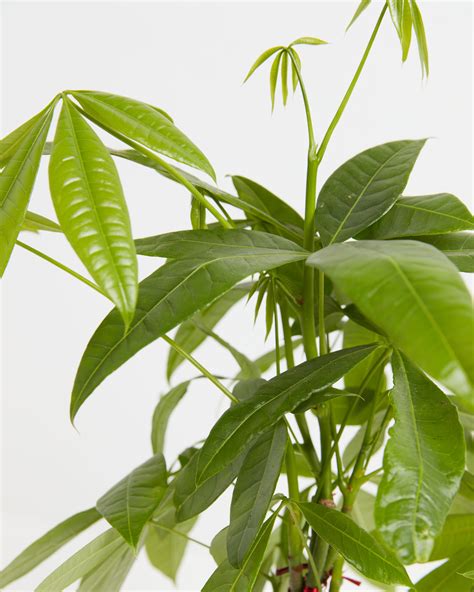 Snake Plant Light Requirements