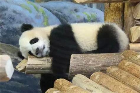 大熊猫热到不想理人 为什么不敢给它们剃毛？