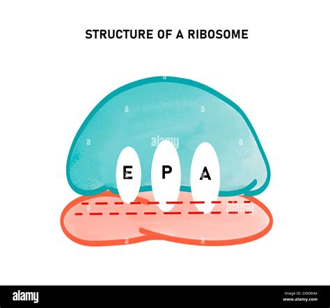 Image result for Ribosomes Structure and Function