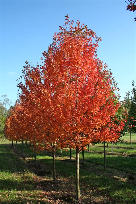 autumn blaze Maple - Fall - Shade Tree Farm | Shade Tree Farm