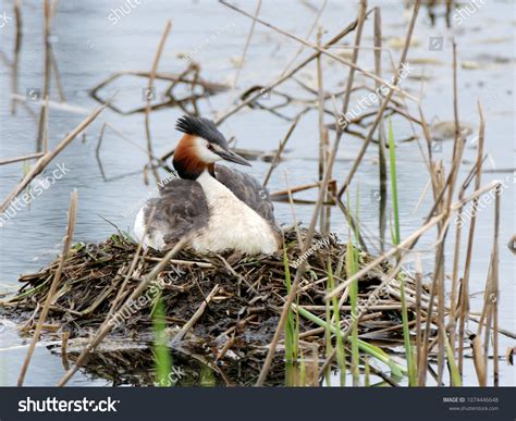 Ground Nesting Birds: Over 15,238 Royalty-Free Licensable Stock Photos ...