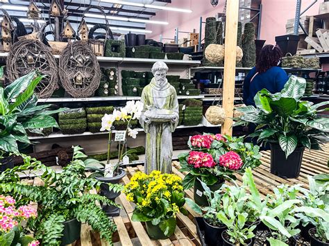 New Arrivals — Davis Wholesale Florist