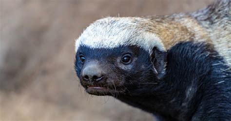 Honey Badger Don't Care: But You Should Care About These 10 Incredible ...