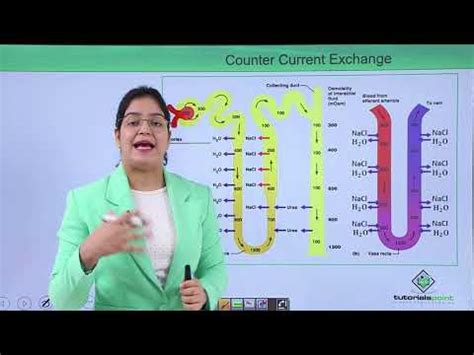 Excretory system - Counter current mechanism Video Lecture - NEET