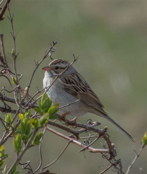 Image result for Sparrow Identification Guide